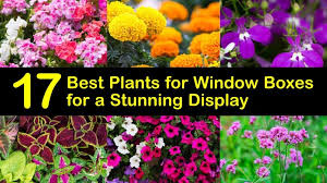They'll need lots of sun and water. 17 Best Plants For Window Boxes For A Stunning Display