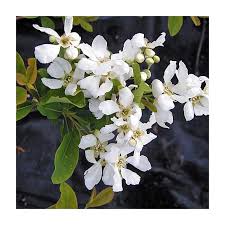 Image result for Exochorda