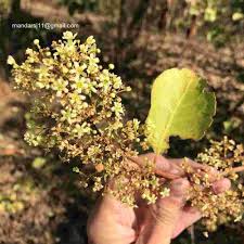 Image result for Gymnosporia senegalensis