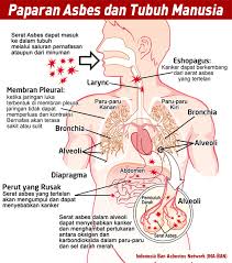 Hasil gambar untuk asbes