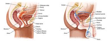 Ada doctors help you recognize a uti and provide information on its symptoms (like stomach pain), causes, and treatment. Can Recurrent Uti Symptoms Be A Sign Of Cancer Cxbladder