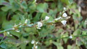 Image result for Oxygonum