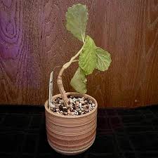 Image result for Cyphostemma kaessneri