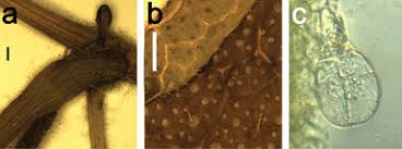 Image result for Bambekea racemosa