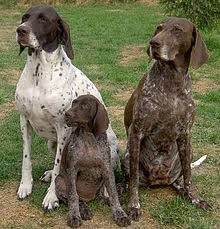 Enter your email address to receive alerts when we have new listings available for german pointer puppies for sale. German Shorthaired Pointer Wikipedia