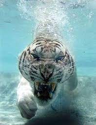 White Tiger Underwater Animals Animals Beautiful Sleepy Cat
