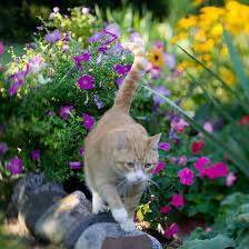 We did not find results for: Stopping Cats In The Garden Better Homes Gardens