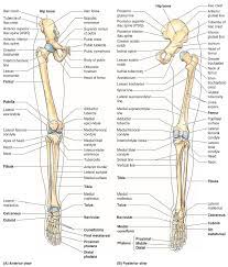 The patella and the pisiform bone of the carpals are the only sesamoid bones that are counted as part of the 206 bones of the body. Https Www Studocu Com Hu Document Debreceni Egyetem Anatomy Summaries Lower Limb Mehrdad Short Notes From Moores Anatomy Text Book 5147166 View