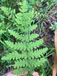 Image result for Thelypteris confluens