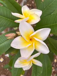 Image result for Plumeria