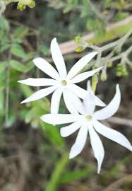 Image result for Jasminum fluminense