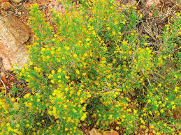 Image result for Euryops subcarnosus