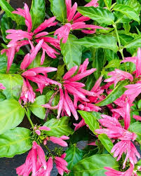 Image result for Justicia carnea