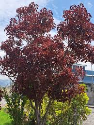 Image result for Euphorbia cotinifolia