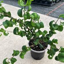Image result for Ficus conraui