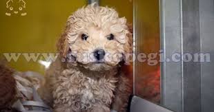 Toy Poodle Yavrulari 0532 343 8041 Http Www Suskopegi Com Toypoodle Yavru Htm Sus Kopekleri Toy Poodle Minyatur Poodle Olarakta Anilan Poodle Kopek Tintin