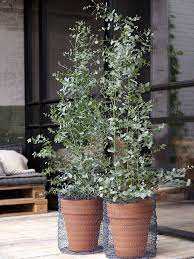 There is a bushy foliage crown at the end of the branches. Eukalyptus In 2021 Trees In Planters Eucalyptus Plant Outdoor Eucalyptus Plant