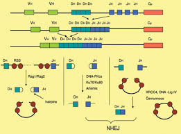 Dau coroana si tot ce trebuie … Dna Repair Mechanisms And Toxoplasma Gondii Infection Springerlink