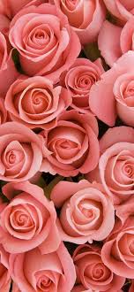 Enjoy the simple beauty of the rose each time you glance at your phone with these beautiful rose wallpapers! Iphone Rose Wallpaper 067