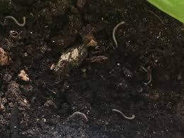 Centipedes primarily enter the home unaware of the environment and are considered occasional invaders. Millipede Like Bugs In The Soil Of My Aloe