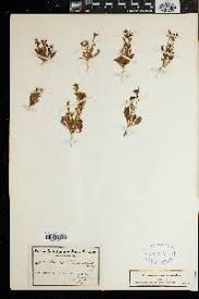 Image result for Manulea conferta