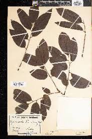 Image result for Dyschoriste nagchana