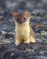 Merakli Sansar Cute Animals Animals Baby Animals