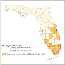 Image result for Hyparrhenia familiaris