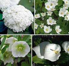 Jardin D Ombre Fleurs Blanches Jardin D Ombre Jardins Fleurs Blanches