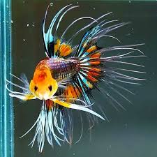 This Multicolored Crown Tail Betta Is Awesome In 2020 Betta Fish Types Betta Fish Betta Aquarium