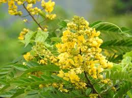 Image result for Senna spectabilis