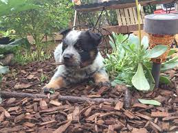 9 Week Old Australian Cattle Dog Puppy So Cute Austrailian Cattle Dog Heeler Puppies Cattle Dog