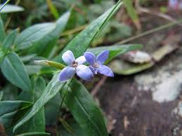 Image result for Conostomium natalense