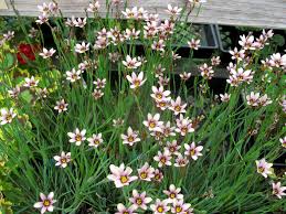 نتیجه جستجوی لغت [quaint] در گوگل