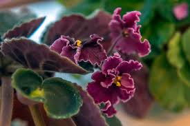 Wildflowers usually are very showy, and flower lovers everywhere have been known to gather seeds to be planted in home gardens. 5 Beautiful Flowers To Grow Indoors During The Cold Winter Months The Practical Planter