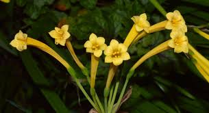 Image result for Cyrtanthus mackenii