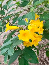 Image result for Tecoma stans