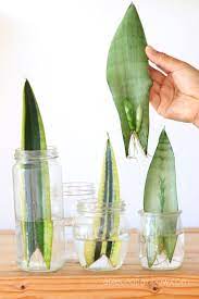 How to propagate snake plant by division. Propagate Sansevieria Snake Plant 3 Easy Ways A Piece Of Rainbow