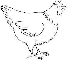 How To Draw A Chicken Chicken Drawing Chickens And Roosters Chicken Images