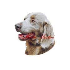 Image result for výmarský dlouhosrstý ohař