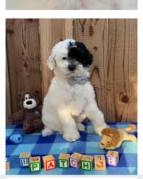 Your search 4 seater extending dining table. The Australian Labradoodle Posts Facebook