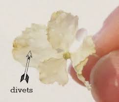 Silica gel works wonders to preserve the natural color and beauty of flowers. How To Dry Flowers With Silica Gel Beads Resin Obsession