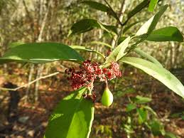 Image result for Crossopetalum mossambicense