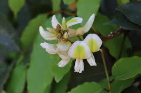 Image result for Craibia