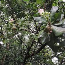 Image result for Barringtonia asiatica