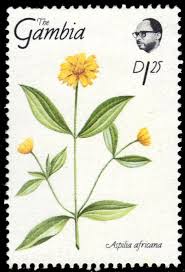 Image result for Aspilia africana