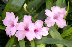 Its attractive crinkled narrow leaves remain dark green in color throughout the year. Plant Of The Week September 13 2018 Mexican Petunia Neil Sperry S Gardens