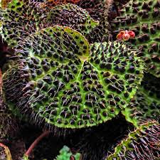 Image result for Begonia rubronervata