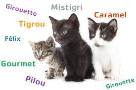 Voir notre galerie de design lettre de motivation armée marine (43 lettre de motivation armée marine des images) où vous pouvez filtrer votre recherche lettre de motivation armée marine. Bien Choisir Le Nom De Mon Chat Blog Croquetteland