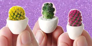 Tra le piante grasse da interno che, per contro, richiedono molta luce, spiccano le lithops.note comunemente con il nome di pietre viventi, sono piante grasse tipiche del deserto di dimensioni non eccessive con due foglie opposte tra di loro.al centro delle foglie, generalmente spunta un fiore, a settembre o ottobre, che ha una vita di una settimana. Piante Grasse Da Appartamento La Tendenza 2018 Per I Mini Cactus